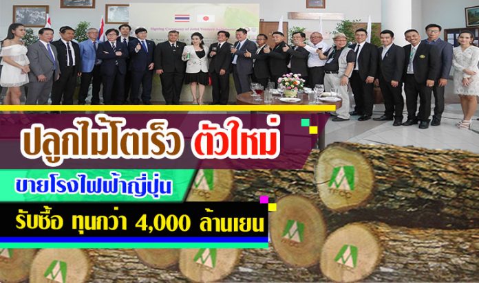 ไม้โตเร็ว-2 ไม้โตเร็ว-2