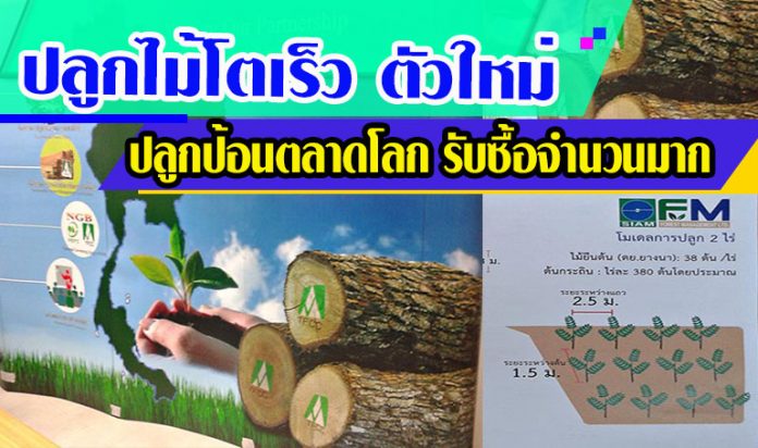 ไม้โตเร็ว 1 ไม้โตเร็ว 1