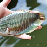 1.เบทาโกรคิดค้นสูตรอาหารสำหรับปลาสลิด