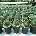 10.กลุ่ม-Gymnocalycium-G.baldianum-ออกดอกเก่ง