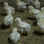 10.แนวโน้มการผลิตลูกไก่ในอนาคต