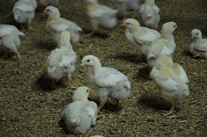 10.แนวโน้มการผลิตลูกไก่ในอนาคต