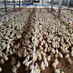 11.ตลาดไก่เนื้อ