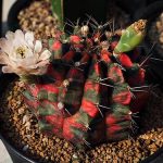 11.ต้นมิฮาโน-สีแดงสดใส-สีสวย