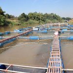 2.การเลี้ยงปลารอบแรก-20-กระชัง