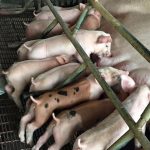 2.สายพันธุ์สุกร