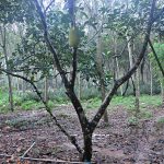 3.การฉีดปุ๋ยน้ำดำ-PC-จาก-บ.พรชัยการเกษตรฯ