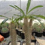 3.ชนิดของกระบองเพชร