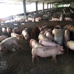 3.หลักการบริหารและจัดการฟาร์ม