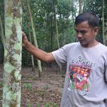 4.การวัดขนาดรอบต้นยาง