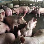 4.การวิเคราะห์ตลาดและการวางแผนการผลิต