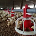 4.การให้อาหาร