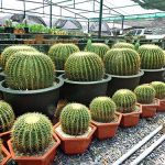 4.ถังทอง-เหมาะนำมาจัดตกแต่งสวนสไตล์โมเดิร์น