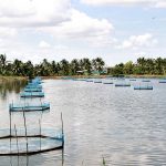 5.การสร้างแพลงก์ตอนสำหรับเป็นอาหารให้กับลูกปลา