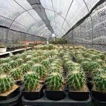 5.ถังทองไซส์เล็ก-เหมาะตั้งบนโต๊ะทำงาน-ดูแลง่าย