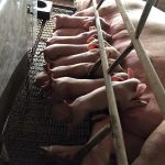 5.แม่พันธุ์ระยะเลี้ยงลูก