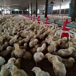 5.โรงเรือนเลี้ยงไก่เนื้อ