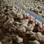 6.การป้องกันโรคระบาด