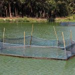 6.การเตรียมบ่อเลี้ยงปลาสลิด