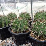 6.การให้น้ำ