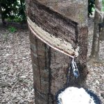 6.ผลผลิตน้ำยางที่กรีดได้