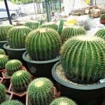 7.การดูแลรักษา-กระบองเพชร