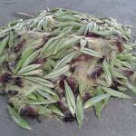7.ราคาเปลือกข้าวโพดขาย-กก.-ละ-1-บาท