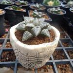 8.สายพันธุ์ฮาโวเทีย