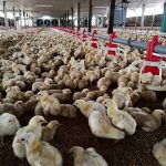 8.สายพันธุ์ไก่เนื้อ