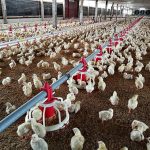 9.การตั้งชมรมผู้ประกอบธุรกิจไก่เนื้อ