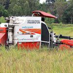 การเก็บเกี่ยวผลผลิตข้าวหอมมะลิ