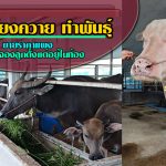 การเลี้ยงกระบือ1