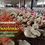 การเลี้ยงไก่เนื้อ3
