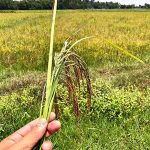 ข้าวออกสุดรวง-เมล็ดโตเต็มที่-ไร้โรคและแมลงรบกวน