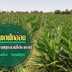 ข้าวโพดฝักอ่อน1