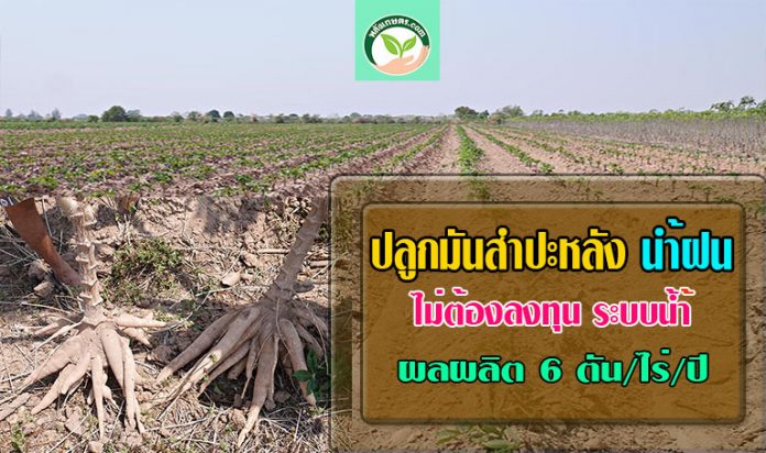 ปุ๋ยมันสำปะหลัง1 ปุ๋ยมันสำปะหลัง1