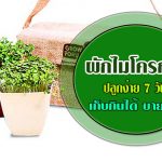 ผักไมโครกรีน-1