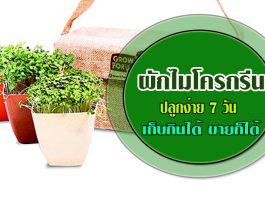 ผักไมโครกรีน-1