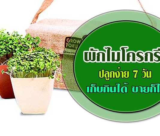 ผักไมโครกรีน-1