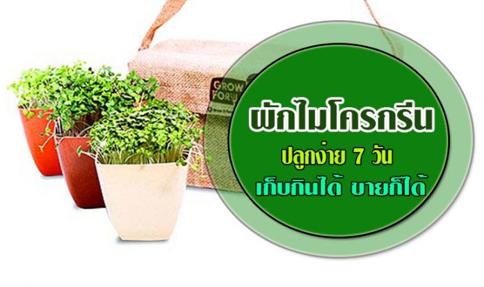 ผักไมโครกรีน-1 ผักไมโครกรีน-1
