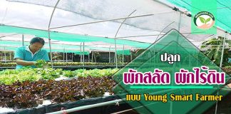 ผักไร้ดิน1