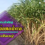 พรบอ้อยและน้ำตาลทราย1