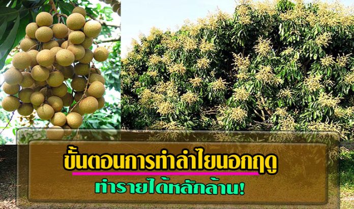 ลำไยนอกฤดู1 ลำไยนอกฤดู1