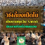 วิธีการเลี้ยงเป็ดไข่1