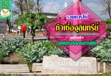 หัวเชื้อจุลินทรีย์1