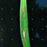 อาการโรคไหม้ใบด่าง