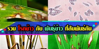 โรคข้าว-11