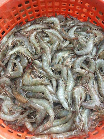 1.การแปลงยีสต์เป็นพรีไบโอติกช่วยเพิ่มผลผลิตกุ้ง