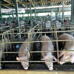 2.การแบ่งพื้นที่การเลี้ยงสุกร