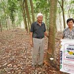 2.การใช้ปุ๋ยอินทรีย์ตราพลอยเกษตรในสวนยางพารา